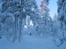 51_Jeris_1_2005_In the forest * 2272 x 1704 * (3.2MB)